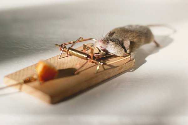 Expert anti nuisible vaucluse : eden vert 3d et ses services innovants