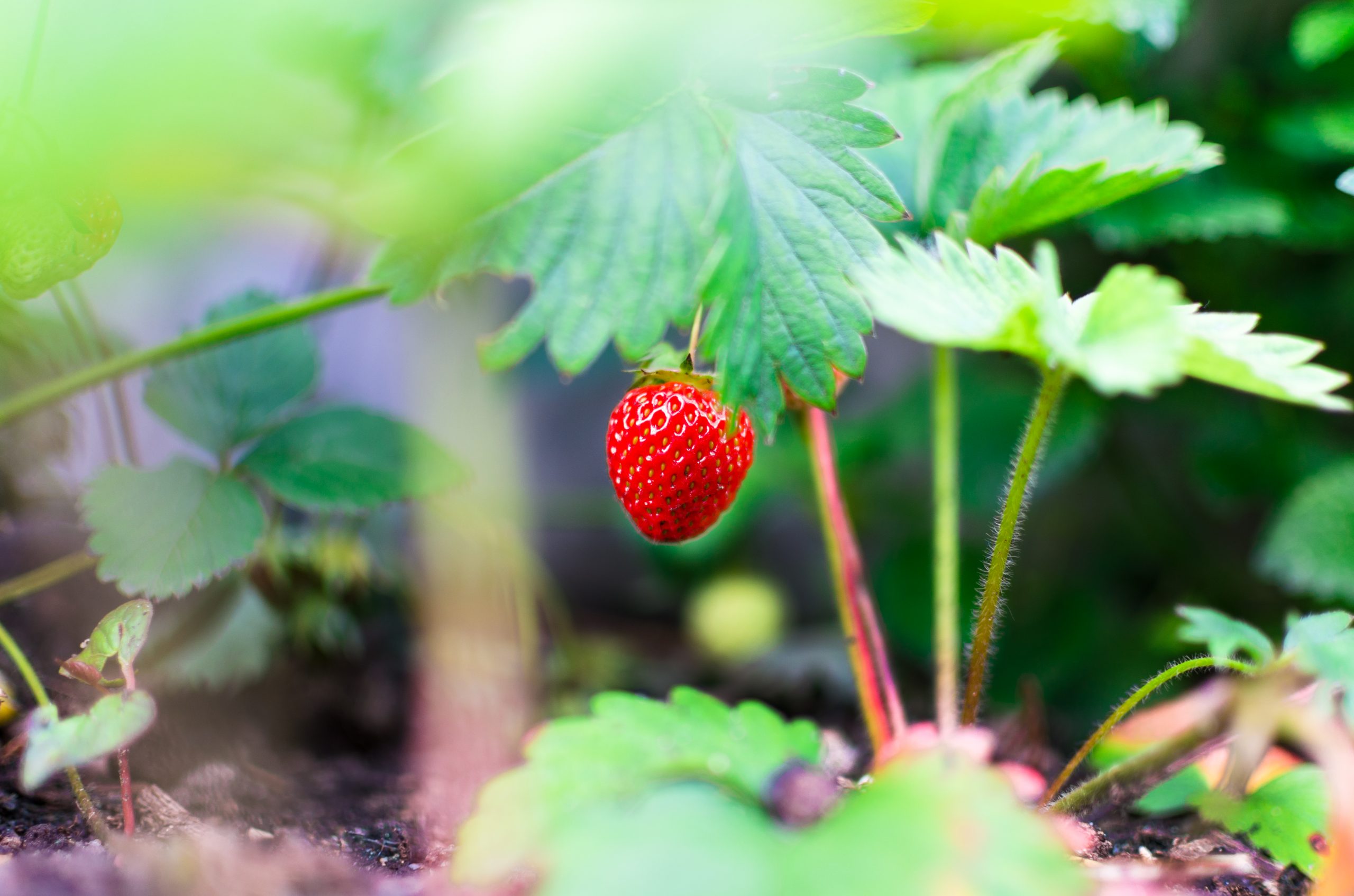 Comment savoir si on a des carences en vitamines ?