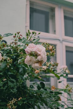 Quel arbuste rocaille planter dans un jardin de rocaille ?