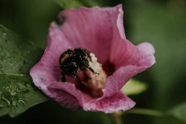 Quels sont les enjeux de la protection des pollinisateurs dans les zones agricoles intensives ?